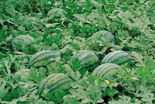 潍坊网红吃瓜群微信,揭秘网络社交圈的趣味与热议