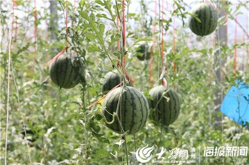 盐山网红吃瓜事件视频最新,揭秘背后真相与网络暴力