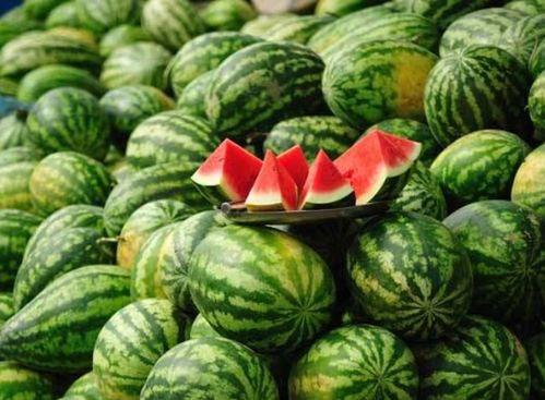 网红喜欢吃瓜,瓜田里的欢乐与争议