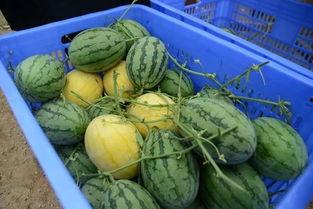 漳州网红吃瓜群微信号,揭秘本地热门话题，畅享八卦盛宴