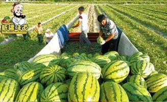 库尔勒吃瓜网红视频,带你领略瓜乡风情