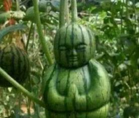 四川吃瓜网红事件真相